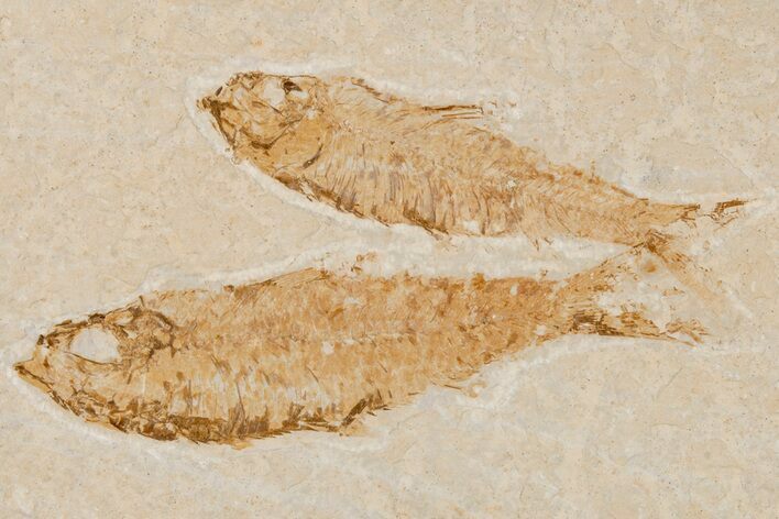 Two Detailed Fossil Fish (Knightia) - Wyoming #204498